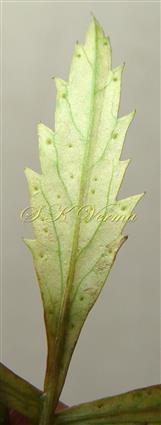  Leaf lobe with scattered glands